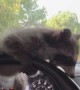 "Dash Panda" Sliding on the Steering Wheel