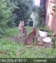 Bobcat Mating Interaction Caught on Camera