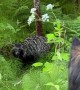 Dog Meets Her Distant Cousin the Raccoon Dog