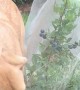 Caught My Dog Stealing Blueberries