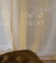 Just Two Kitties Chilling and Cuddling